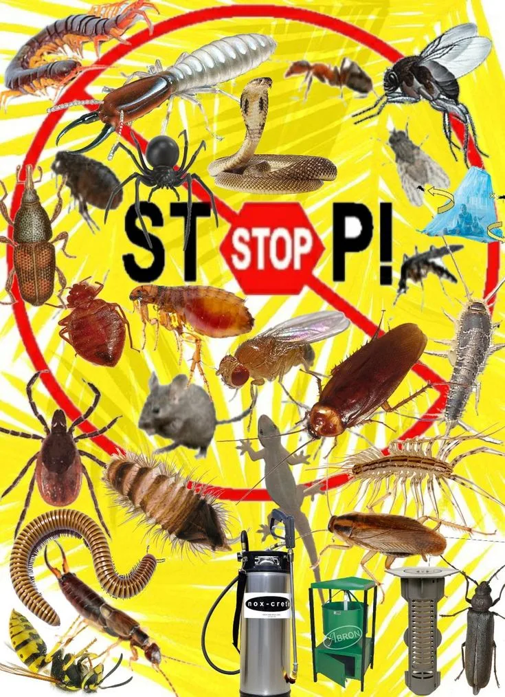Kochi Pest Control Guide